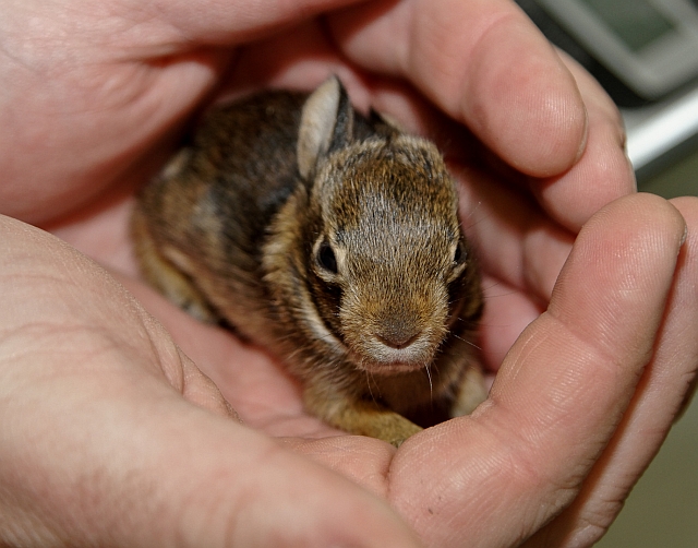 Those cute little baby bunnies and birds are tougher than you think... -  Schuylkill Center for Environmental Education