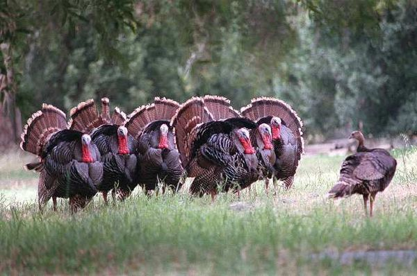 Wild Turkeys Of Wingmen And Bands Of Brothers Schuylkill Center For