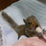 Baby Squirrels eating