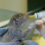 Baby Squirrels eating from syringe