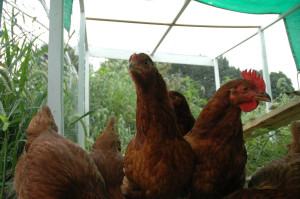 Chicken in greenhouse