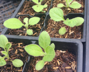 Black-eyed susan seedlings