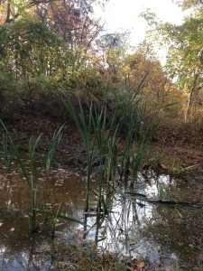 Plants growing in Cattail Pond