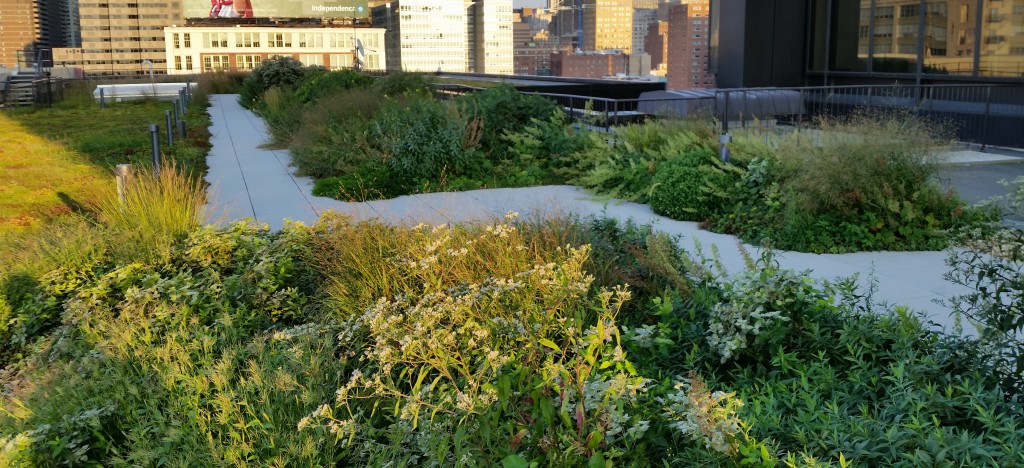 Pollinator garden on the PECO green roof.
