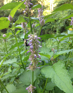 Bee foraging Purple Hyssop: Native Pollinator Garden