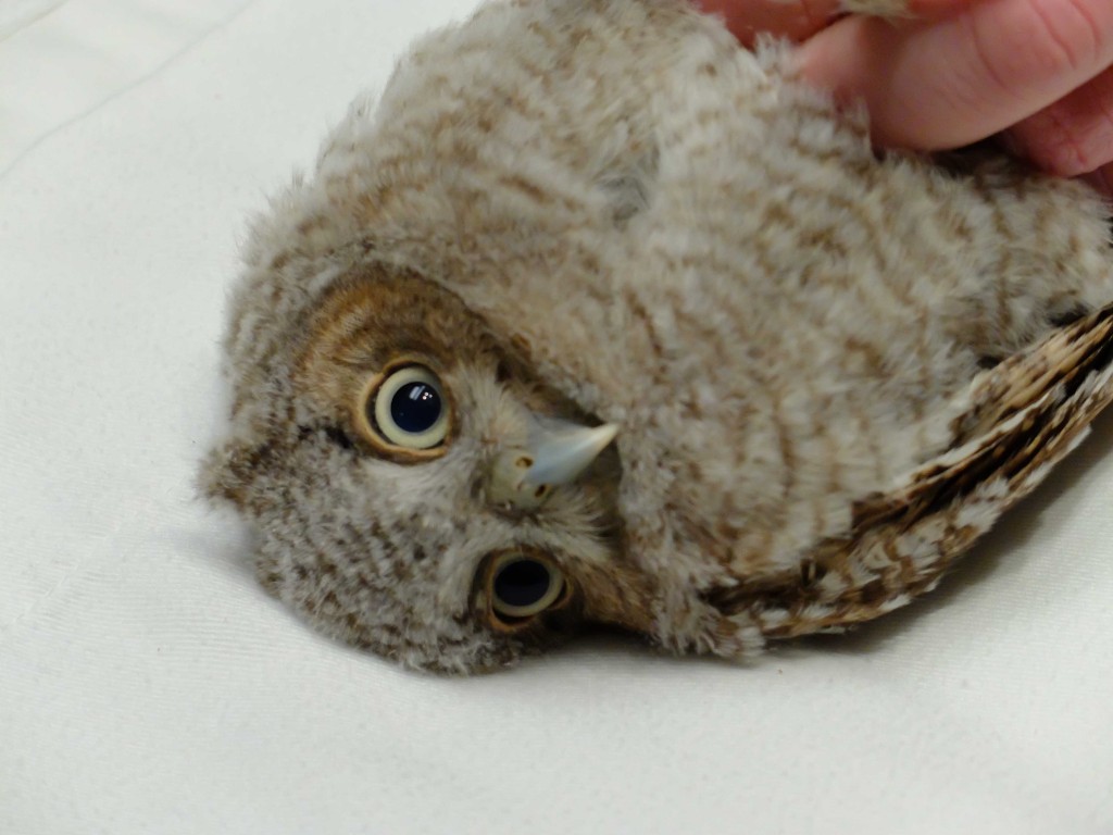 Screech owl receiving treatment at the Schuylkill Center Wildlife Clinic