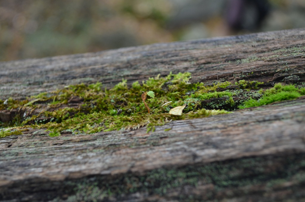 Moss on stone in Cook Forest, photo by Christina Catanese