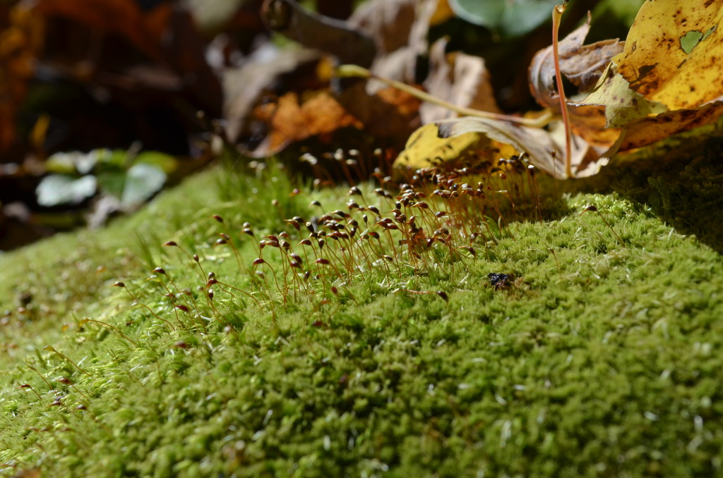 Forest floor moss in Cook Forest, photo by Christina Catanese