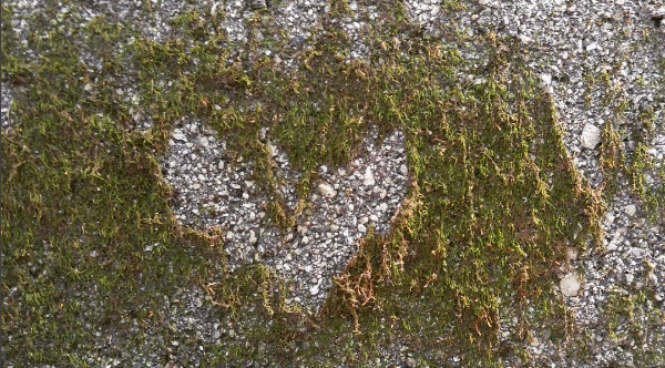 Heart shaped by moss, photo by Christina Catanese