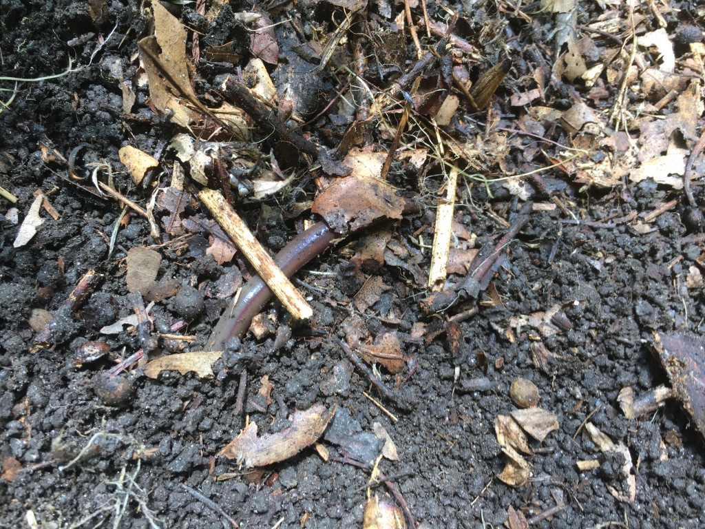 Invasive earthworm and castings