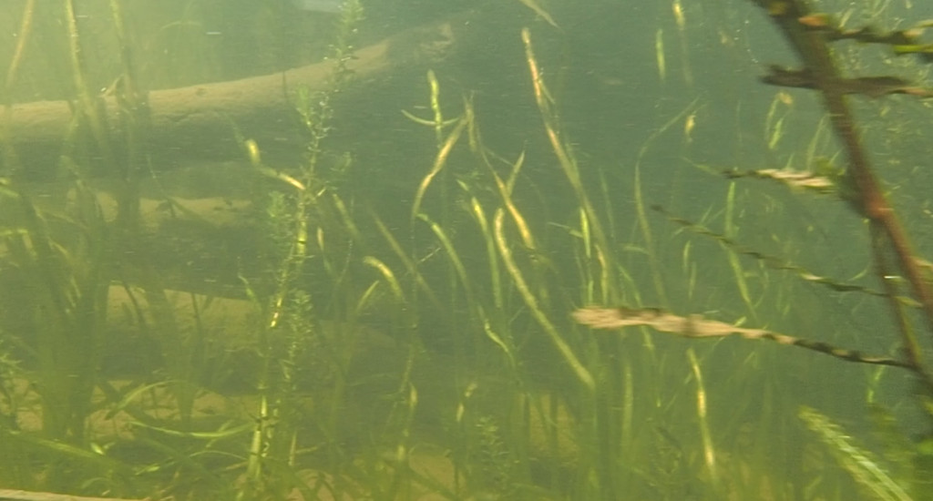 An underwater video of the Brandywine River underwater, from Dylan Gauthier's highwatermarks: six ways of sensing the river, a micro level investigation of environmental issues that affect rivers and streams throughout the world