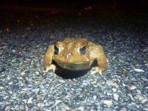 closeup toad