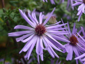 Aster laevis, one of fall's latest blooms