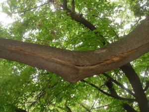 Cracked branch | Source: Bartlett Tree Experts