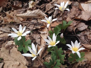 Bloodroot on the trails