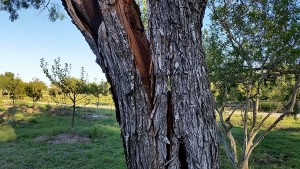 Splitting tree | Source: Daddy Kibs Farm, How to Repair Split Trees