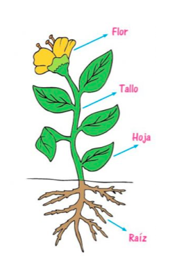 Plant parts en espanol