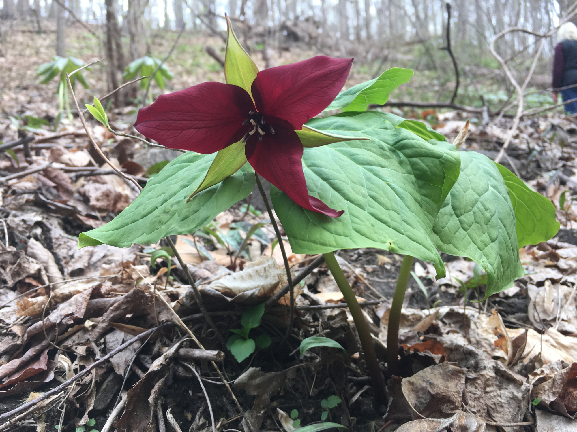 Red trillium, nicknamed wake robin up in New England, is one of the rarest wildflowers at the Schuylkill Center, and grows along the Ravine Loop.  Photo courtesy of Will Terry.