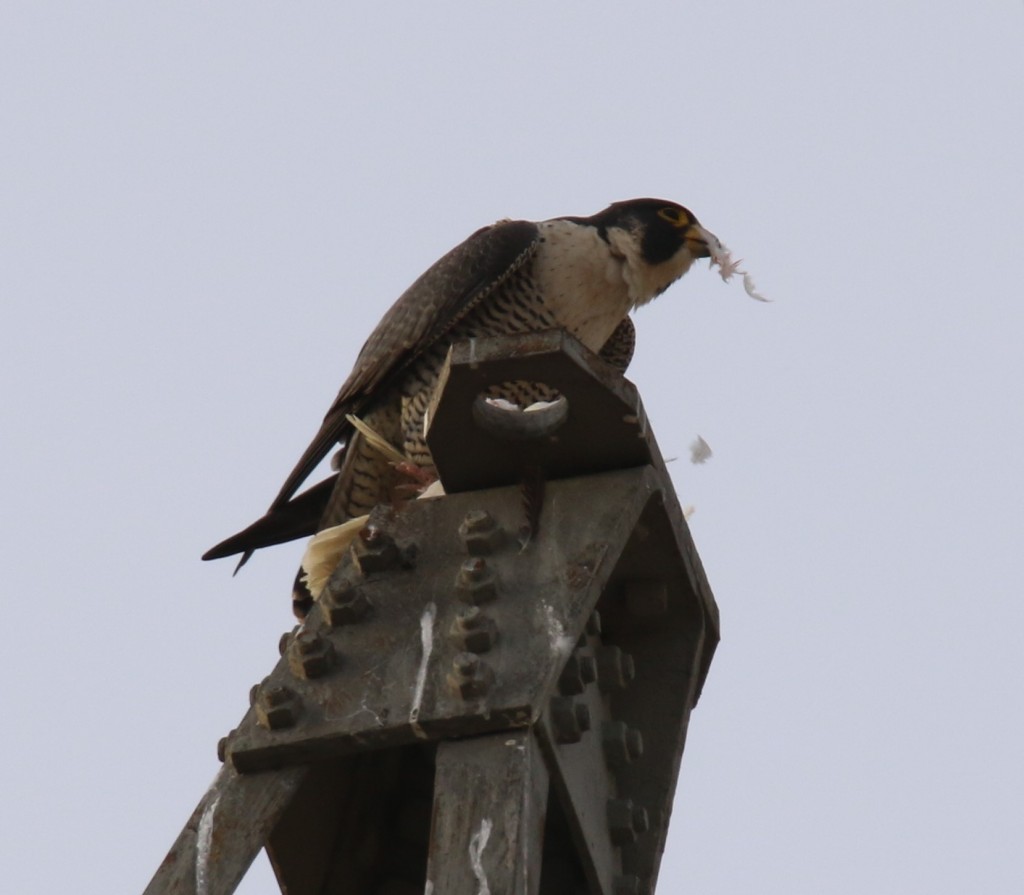 Female peregrine falcon eating