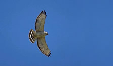 Broad winged hawk 