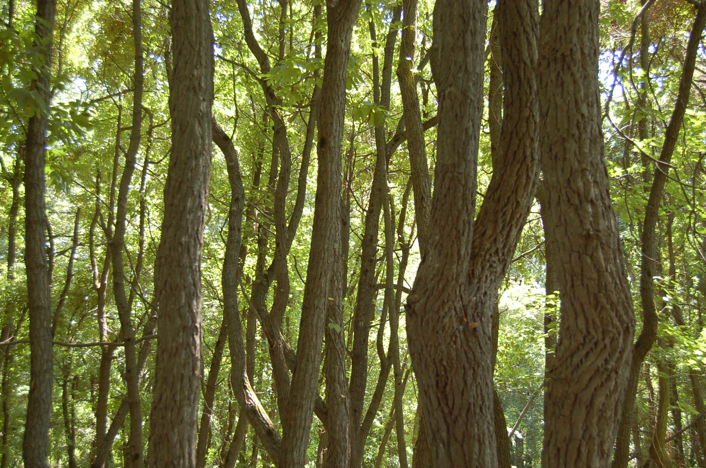 Image result for tree trunks