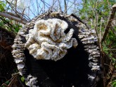 Outdoor crochet mushroom by Melissa Maddonni Haims