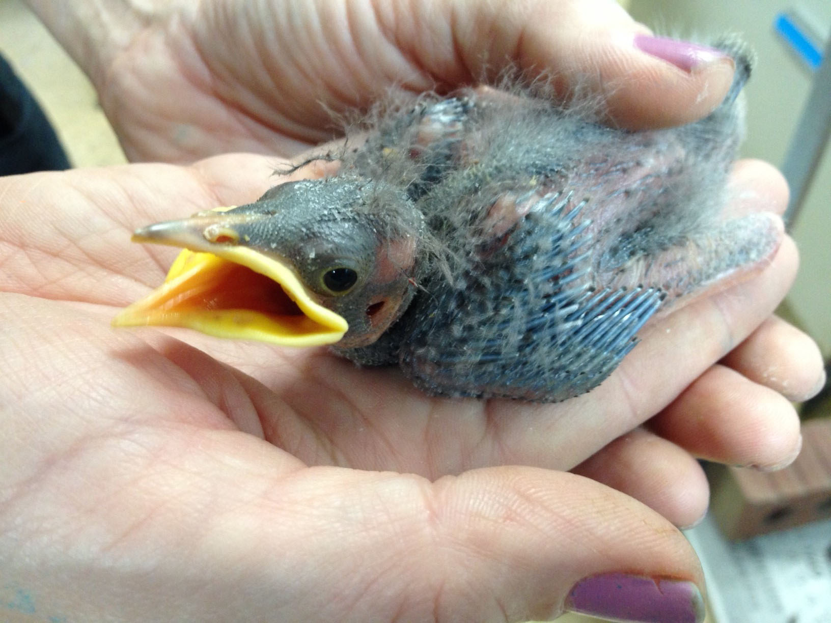 Baby Starling Development: Everything You Need to Know