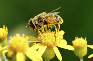 Bee gathering pollen.