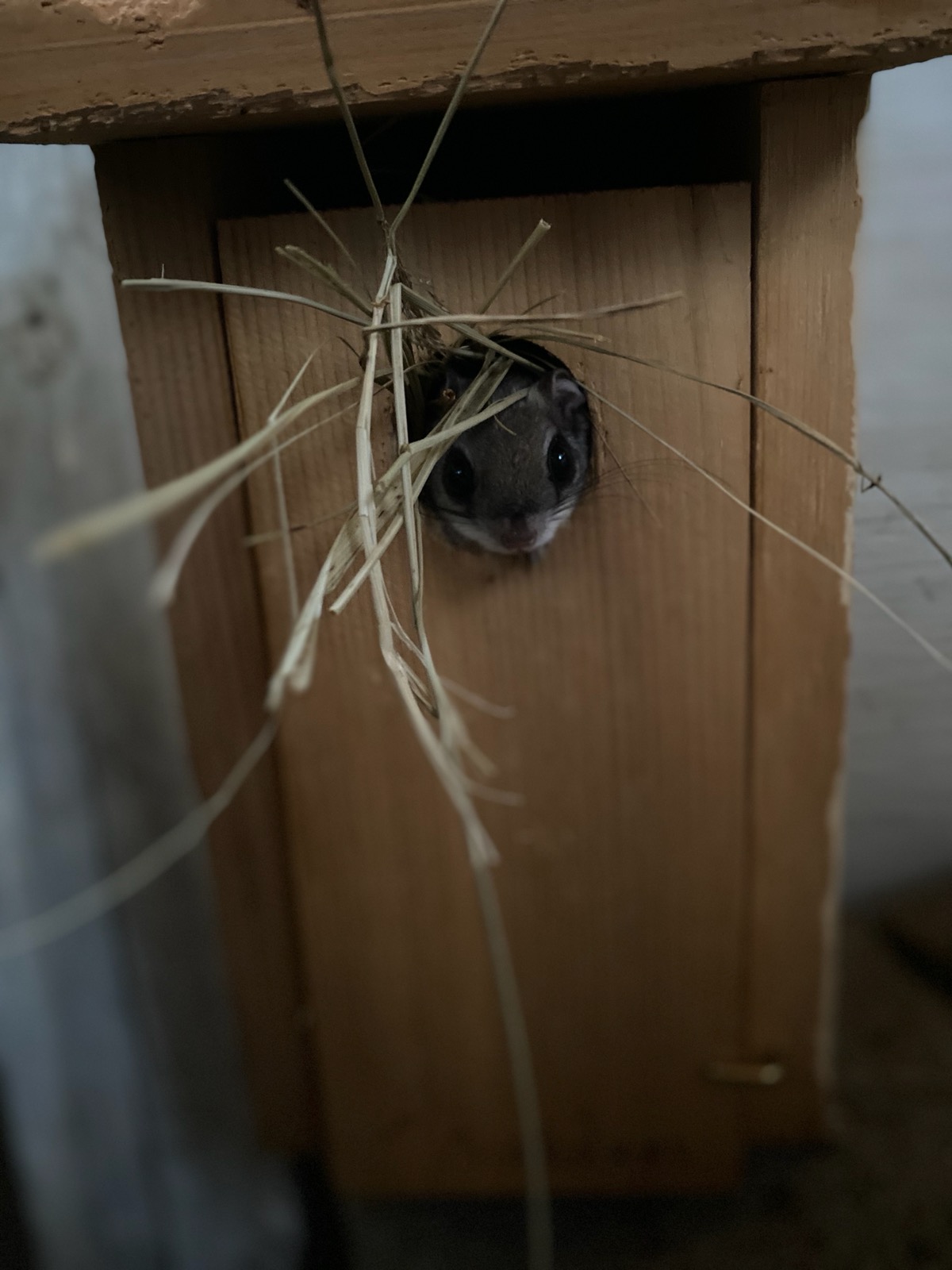 Peaking out of her nest box the day she was soft-released.