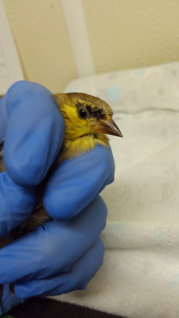A recent patient, an American Goldfinch, with conjunctivitis.