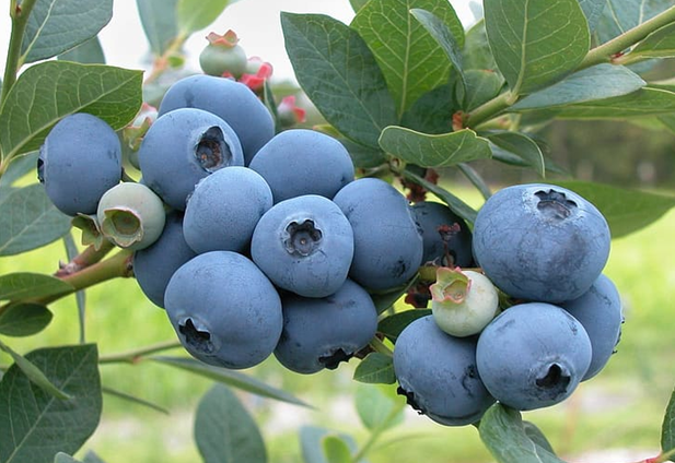 Blueberries, A Local Classic - Schuylkill Center for Environmental Education