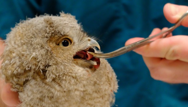 Baby screech owl eating breakfast