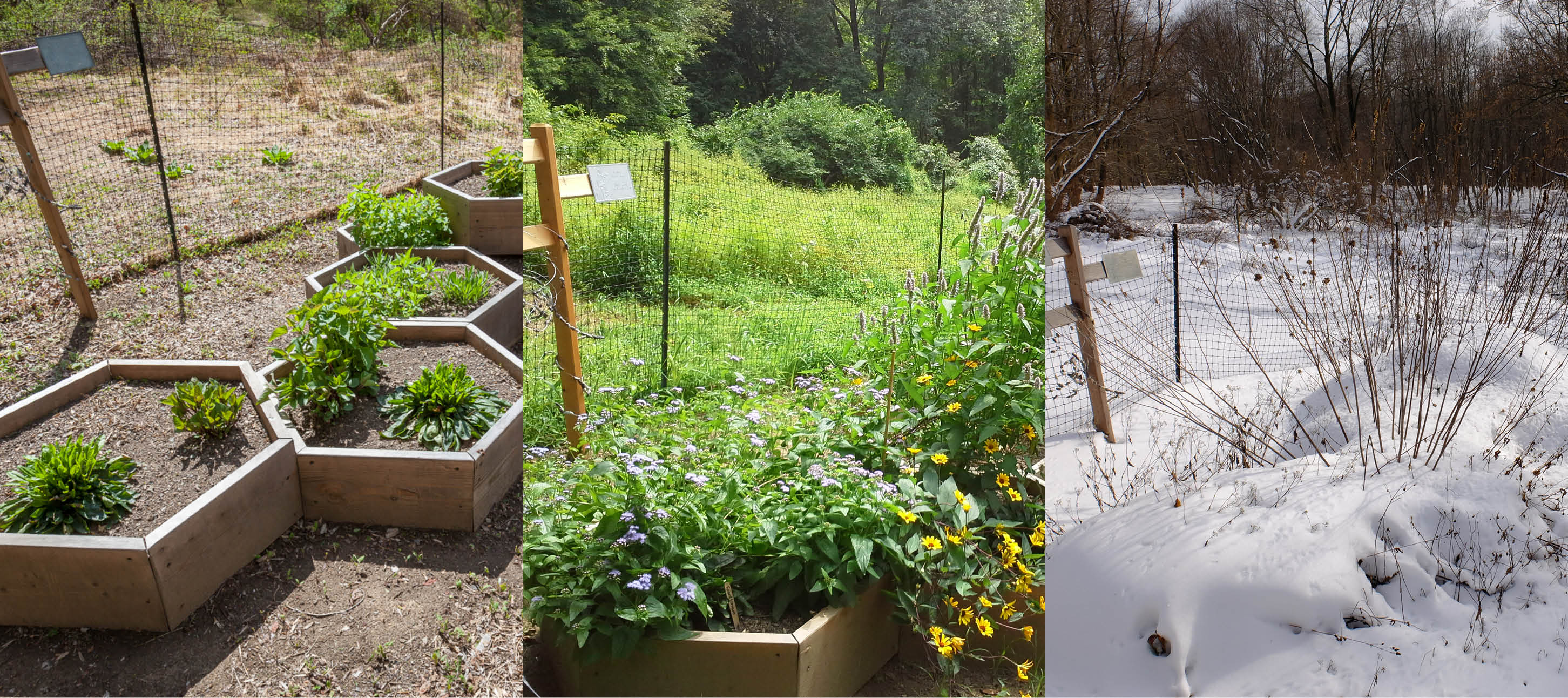 Native Pollinator Garden art installation changes over time