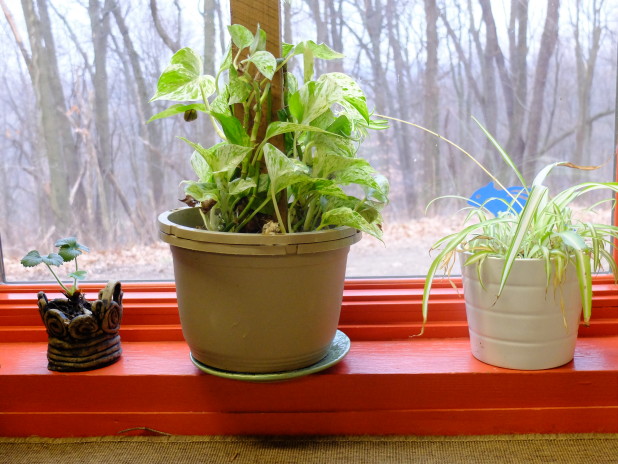 Plants on classroom windowsill