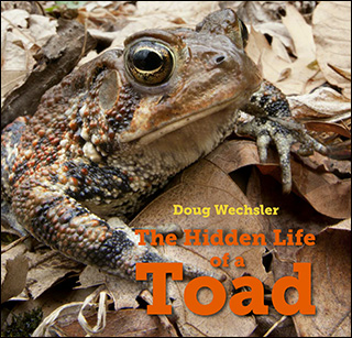 Hidden Life of a Toad Cover