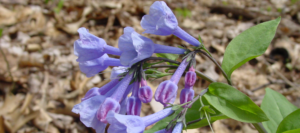Close up of Virginia bluebells in bloom.