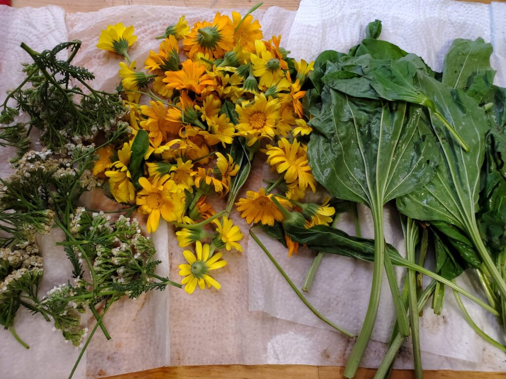 Soaked yellow flowers and green leaves lying on a table on white cloth, being prepped to use for natural dyeing