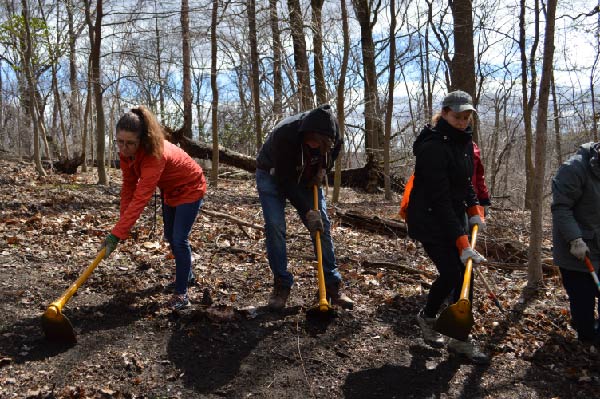 Four of our volunteers working hard in the winter forest