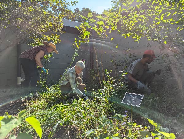 Three of our volunteers working in the garden outside of our visitor center, the sun is shining through light green leaves