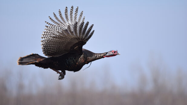 Wild turkey with wings outstretched flying through the air