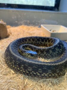 Garter snake coiled up in an enclosure