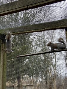Two squirrels in their enclosure, sitting on a piece of wood and gripping on to the window