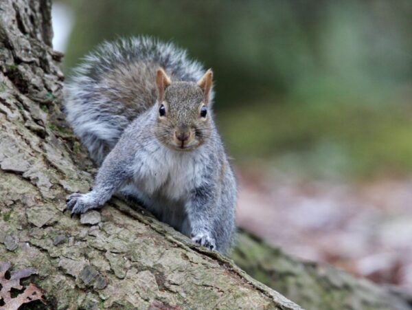 A squirrel facing the camera, in motion on the roots of a tree