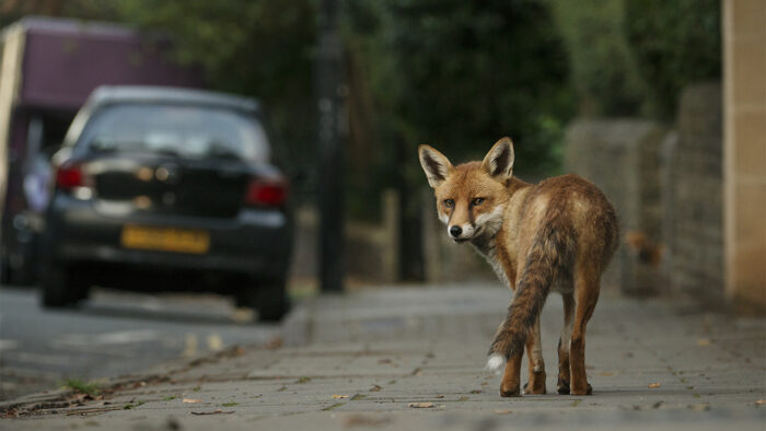 A fox on a city street, looking back towards the camera, with a parked car in the background