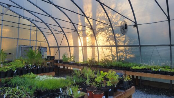 View of the inside of our greenhouse during golden hour, bright green baby plants sitting on tables