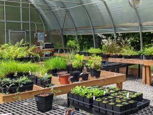 Our greenhouse filled with trays and pots of growing plants