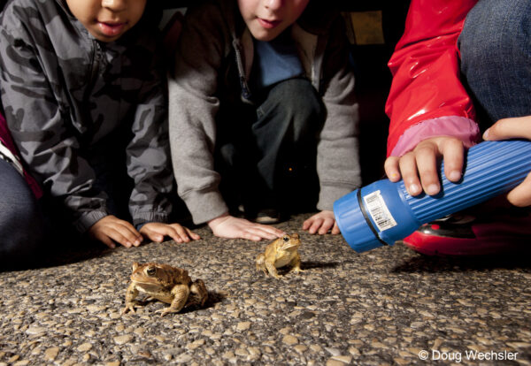 Three kids peering closely at two toads that are sitting on the street next to them
