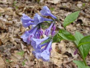 Side view of Virginia bluebells, lavender-colored trumpet-shaped blossoms leaning towards the left side of the image, and small green leaves on the right side. Leaf litter on the ground in the background