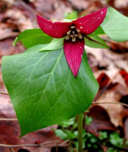 Frontal image of a red trillium with 3 triangular red petals and several large green leaves attached to the stalk, leaf litter on the ground in the background