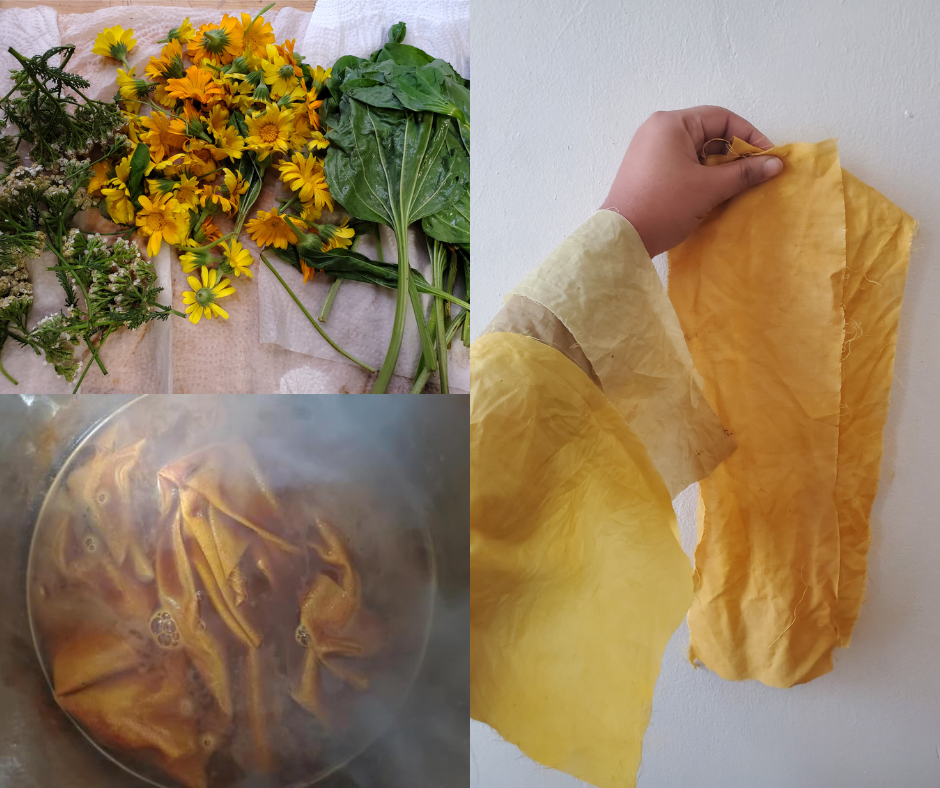 3 images collaged together: soaked yellow flowers and green leaves lying on a table, yellow-colored textiles simmering in a pot, and on the left side, a hand holding up yellow-colored textile pieces to display them to the camera